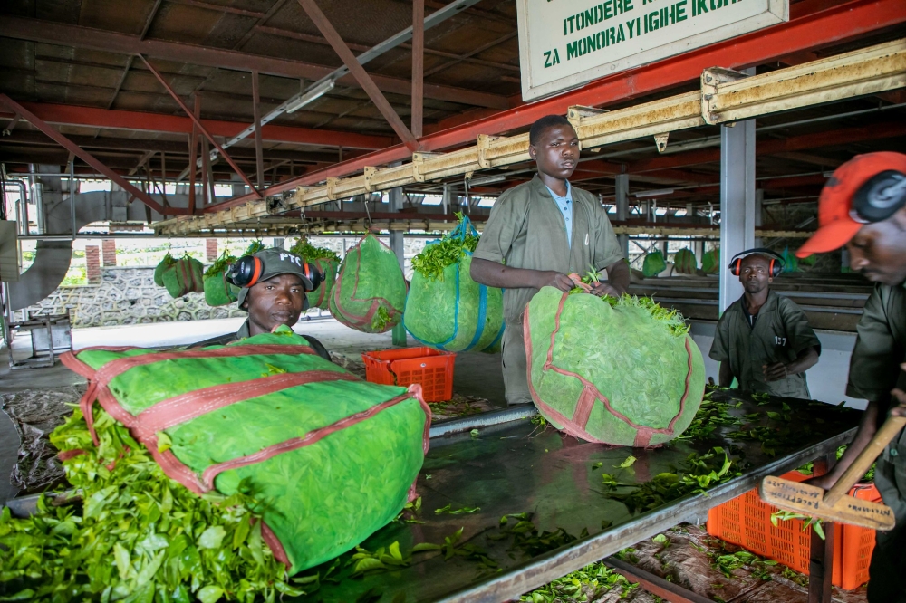 Workers process tea at Pfunda Tea Company in Rubavu District. Rwanda’s economy is projected to grow by 7 percent in 2024 but decline to 6.5 percent in 2025. Photo by Craish Bahizi