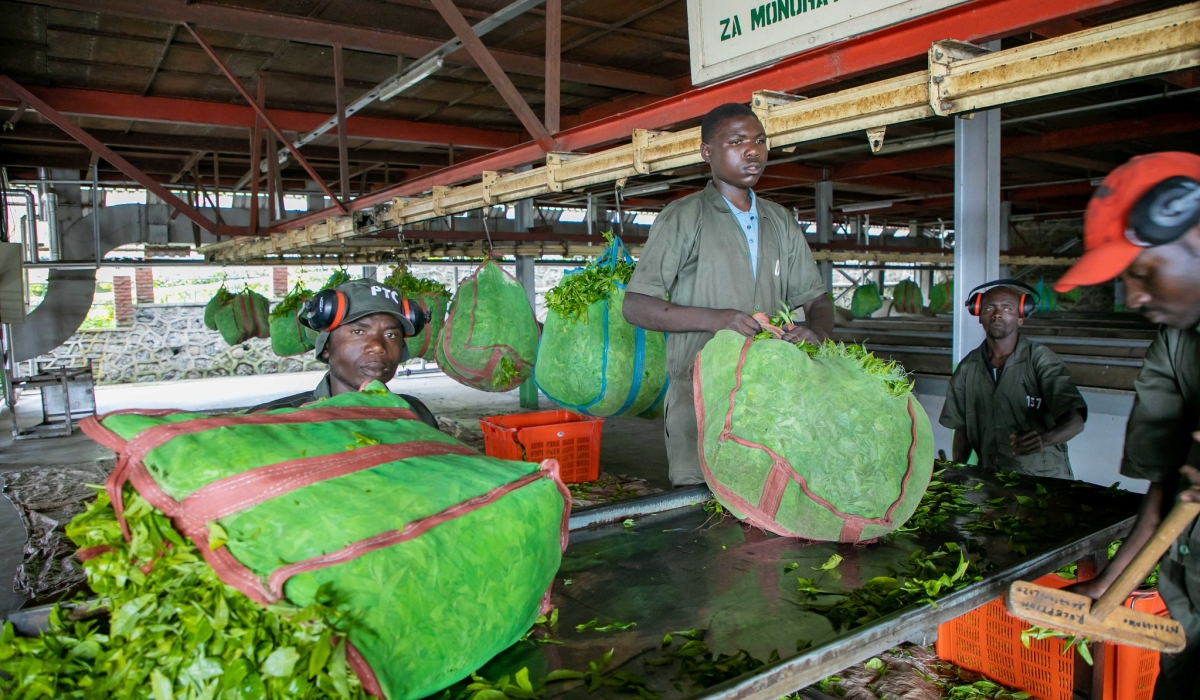 Workers process tea at Pfunda Tea Company in Rubavu District. Rwanda’s economy is projected to grow by 7 percent in 2024 but decline to 6.5 percent in 2025. Photo by Craish Bahizi