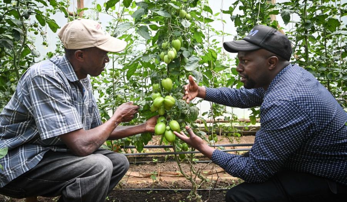 Stephen Githeng&#039;u (R), a horticulture expert at Egerton University, gives guidance to a farmer on the field management of grafted tomatoes at a tomato farm in Nakuru County, Kenya, Oct. 23, 2024. (Xinhua/Han Xu)