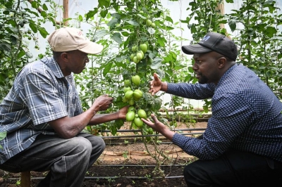 Stephen Githeng&#039;u (R), a horticulture expert at Egerton University, gives guidance to a farmer on the field management of grafted tomatoes at a tomato farm in Nakuru County, Kenya, Oct. 23, 2024. (Xinhua/Han Xu)