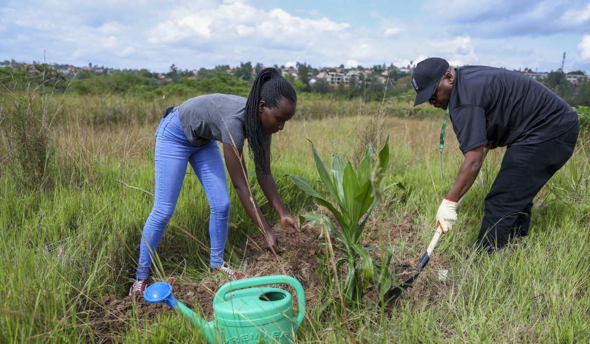 Residents plant a tree at Nyandungu Eco-Park in Kigali. As Rwanda seeks to plant 65 million trees, restoring urban forests is among the priorities. Photo: Olivier Mugwiza.