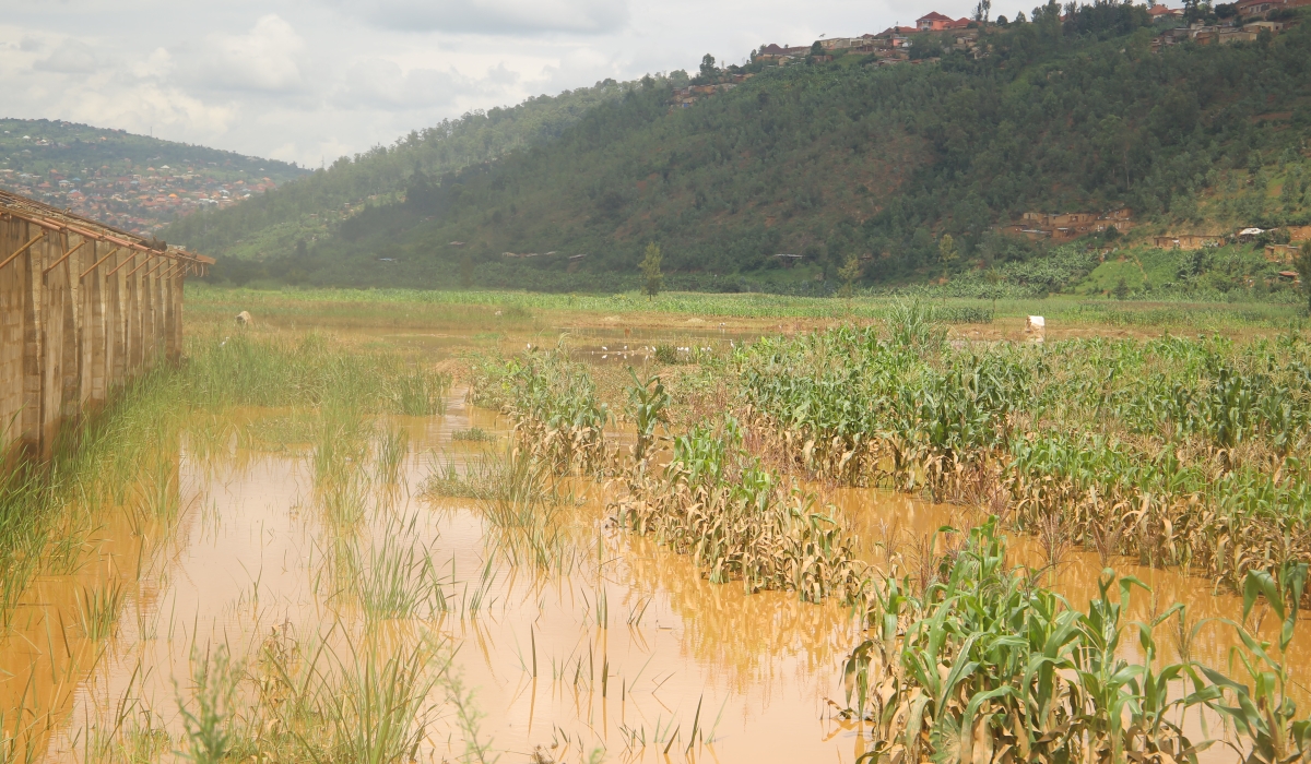 A flooded Nyabugogo marshland in Kigali. Rwanda will use the funds to restore the lower Nyabarongo River watershed to reduce flood risk, landslides, and soil erosion. Sam Ngendahimana