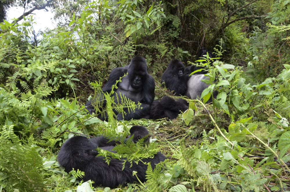 Mountain gorillas from Susa group in the Volcanoes National Park. Sam Ngendahimana