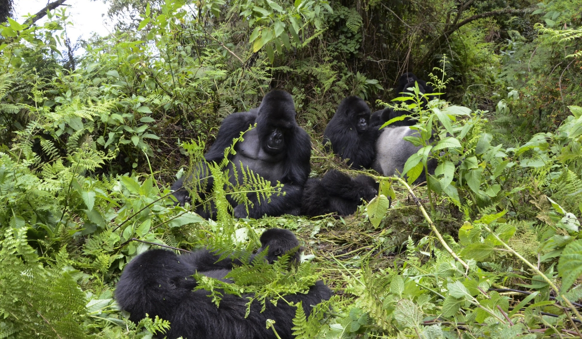 Mountain gorillas from Susa group in the Volcanoes National Park. Sam Ngendahimana