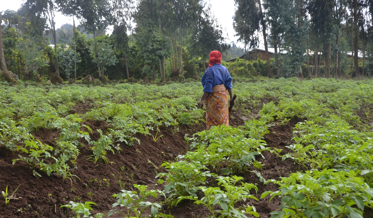 Agriculture services rank lowest in citizen satisfaction, as per a new 2023-2024 report by Rwanda Governance Board (RGB) presented to parliament on Tuesday. file photo