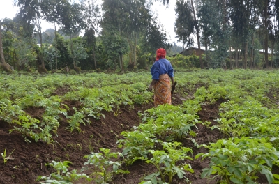 Agriculture services rank lowest in citizen satisfaction, as per a new 2023-2024 report by Rwanda Governance Board (RGB) presented to parliament on Tuesday. file photo