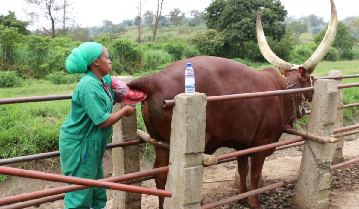 A veterinarian conducts artificial insemination at the former ISAR Rubona farm. The Ministry of Agriculture and Animal Resources announced that key veterinary services would be provided by private operators under the ‘Veterinary Sanitary Mandate’ Scheme, with government oversight. on July 25 Courtesy 