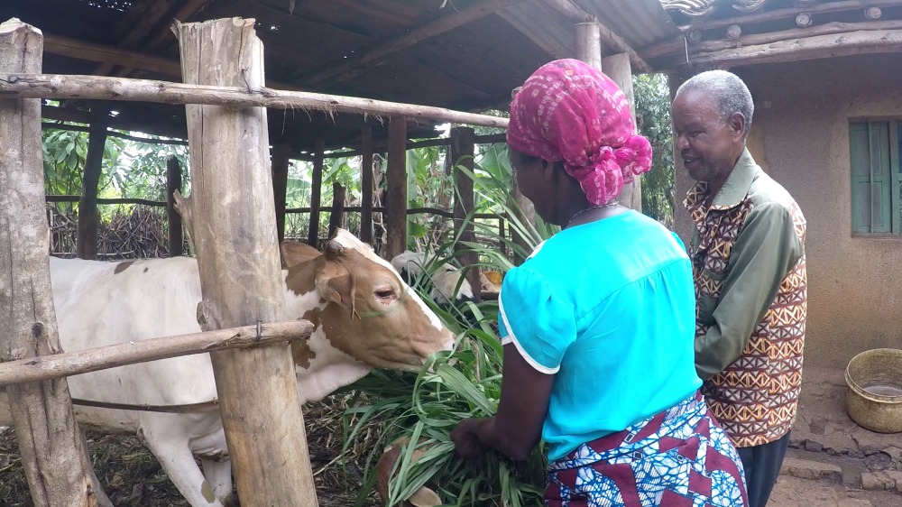 Deo Sindikubwabo and his wife Esperance Mukamana feed cattle together.