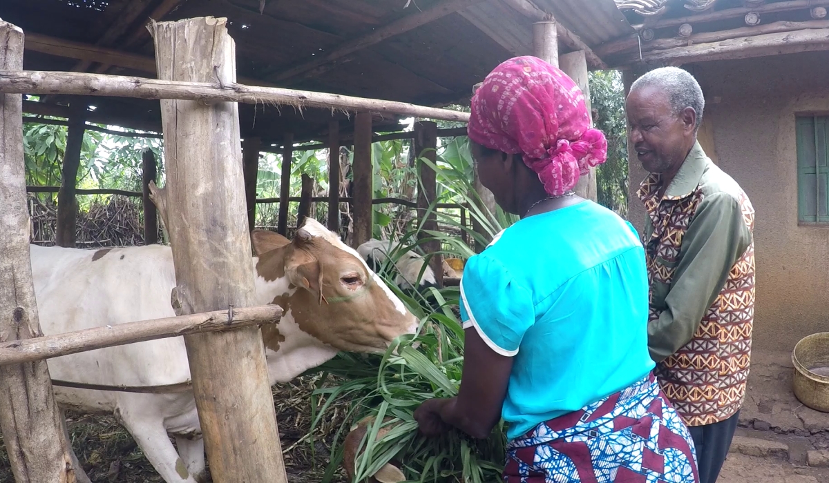 Deo Sindikubwabo and his wife Esperance Mukamana feed cattle together.