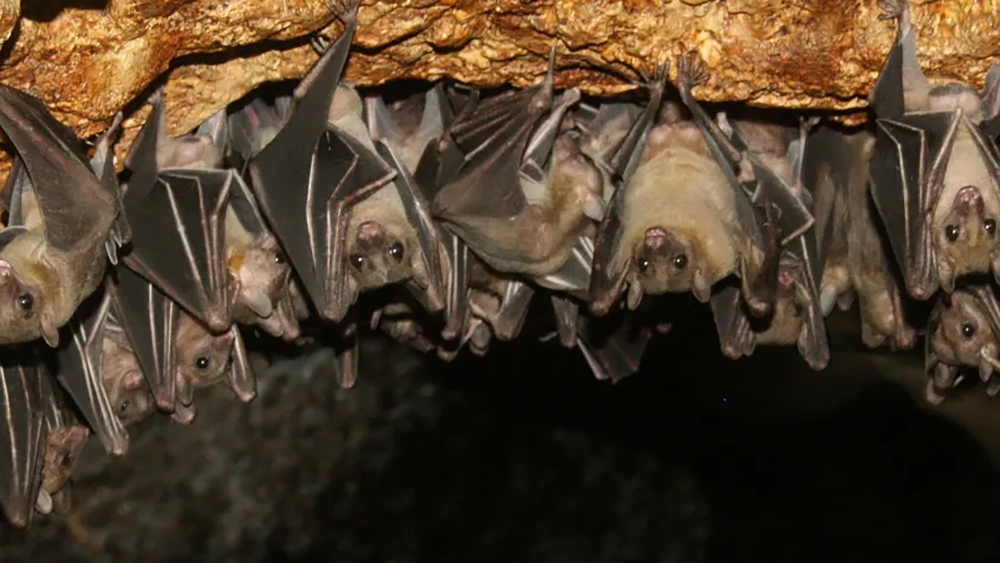 Fruit bats have been identified as the primary source of the Marburg outbreak in Rwanda. Internet photo