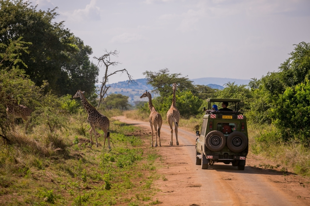 In the third quarter of 2024,  Akagera National Park experienced significant growth, generating over $1.5 million (approximately Rwf2 billion) in tourism revenue and attracting more than 16,000 visitors. Photo Courtesy