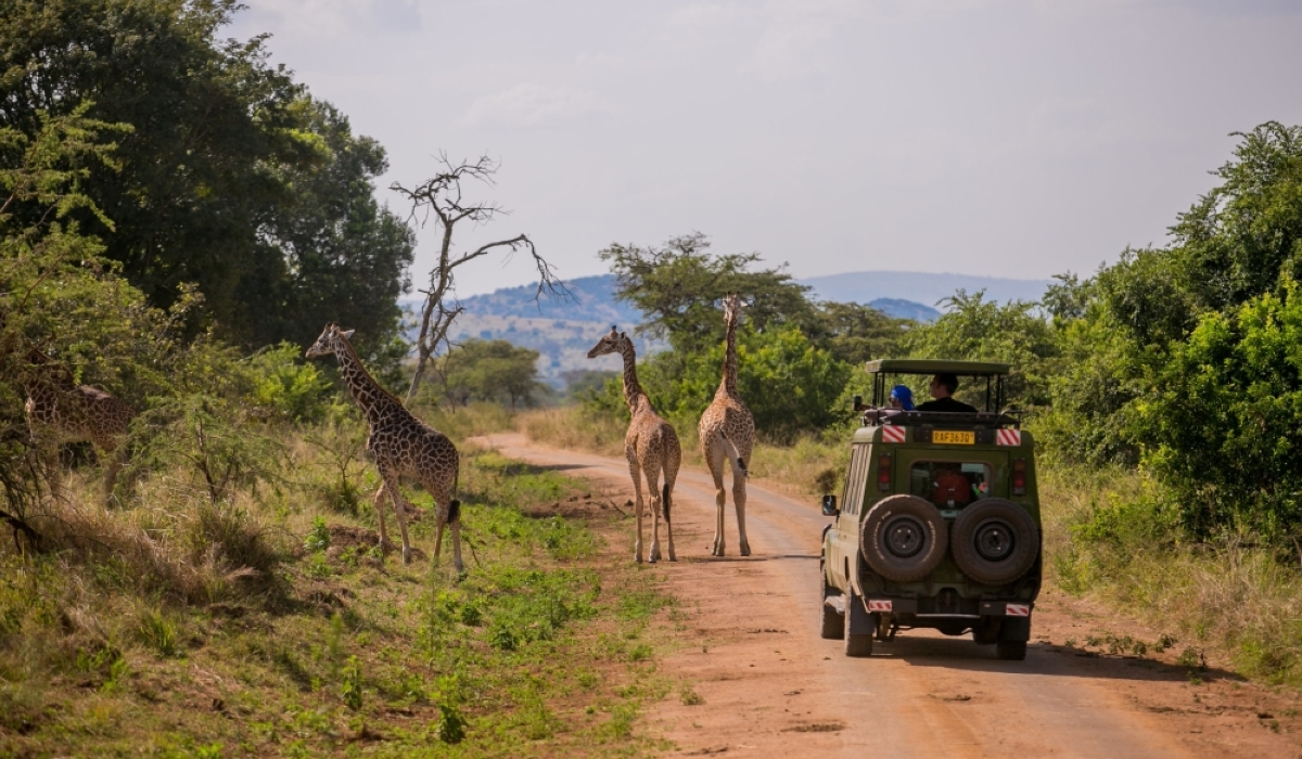 In the third quarter of 2024,  Akagera National Park experienced significant growth, generating over $1.5 million (approximately Rwf2 billion) in tourism revenue and attracting more than 16,000 visitors. Photo Courtesy