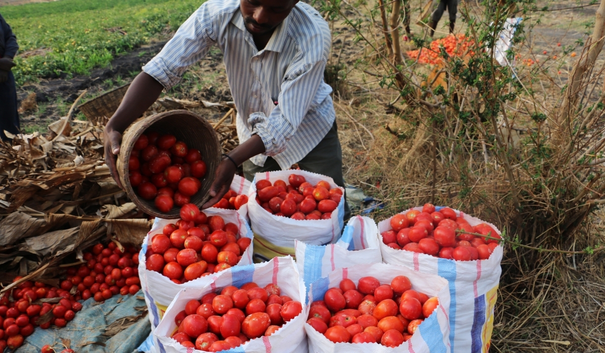 A tomato farmer packages his produce for the market. Rwanda&#039;s agricultural sector continues to lag behind regional averages, with productivity levels three to six times lower than those of the most productive neighboring countries. Photo Courtesy   