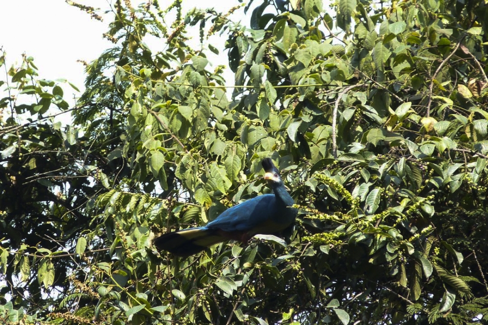 The great blue turaco in Nyungwe Forest National Park. Photo by Joan Mbabazi