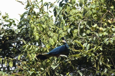 The great blue turaco in Nyungwe Forest National Park. Photo by Joan Mbabazi