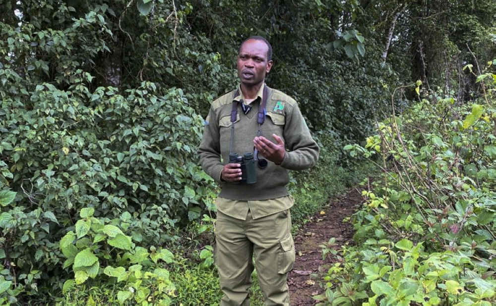 Claver Ntoyinkima, a ranger at Nyungwe National Park is expecting the prestigious Tusk Wildlife Ranger Award at the Tusk Conservation Awards in London, United Kingdom, on November 27. Photos by Joan Mbabazi