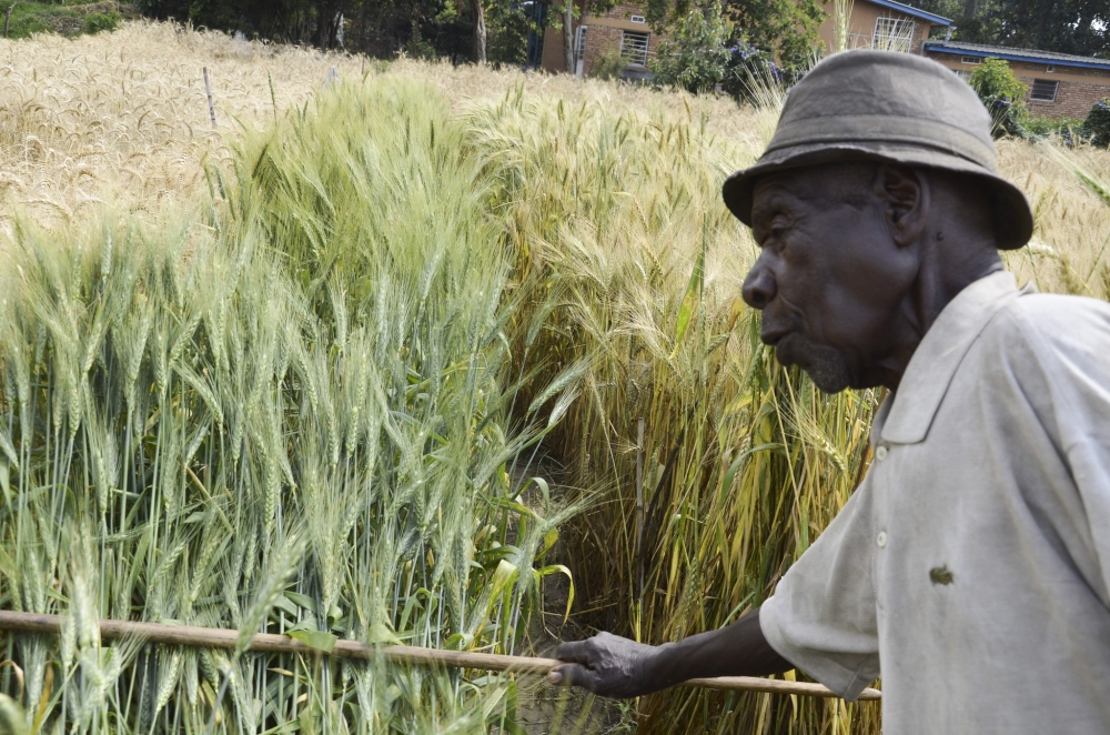 A wheat farmer inspects her plantation in Burera District. File