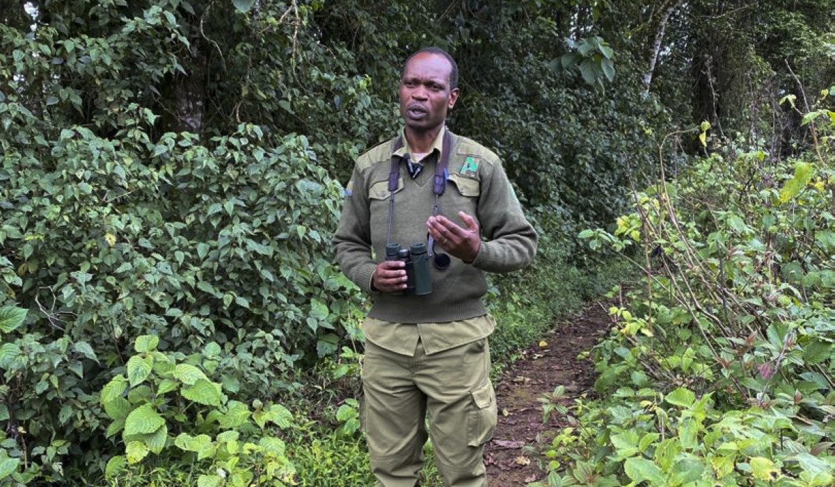 Claver Ntoyinkima, a ranger at Nyungwe National Park is expecting the prestigious Tusk Wildlife Ranger Award at the Tusk Conservation Awards in London, United Kingdom, on November 27. Photos by Joan Mbabazi