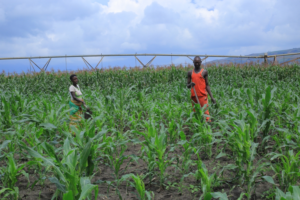 Members of KOBAKU maize farmers cooperative  are calling for a helping hand in setting up post harvest facilities in their area. Photos: Emmanuel Nkangura.