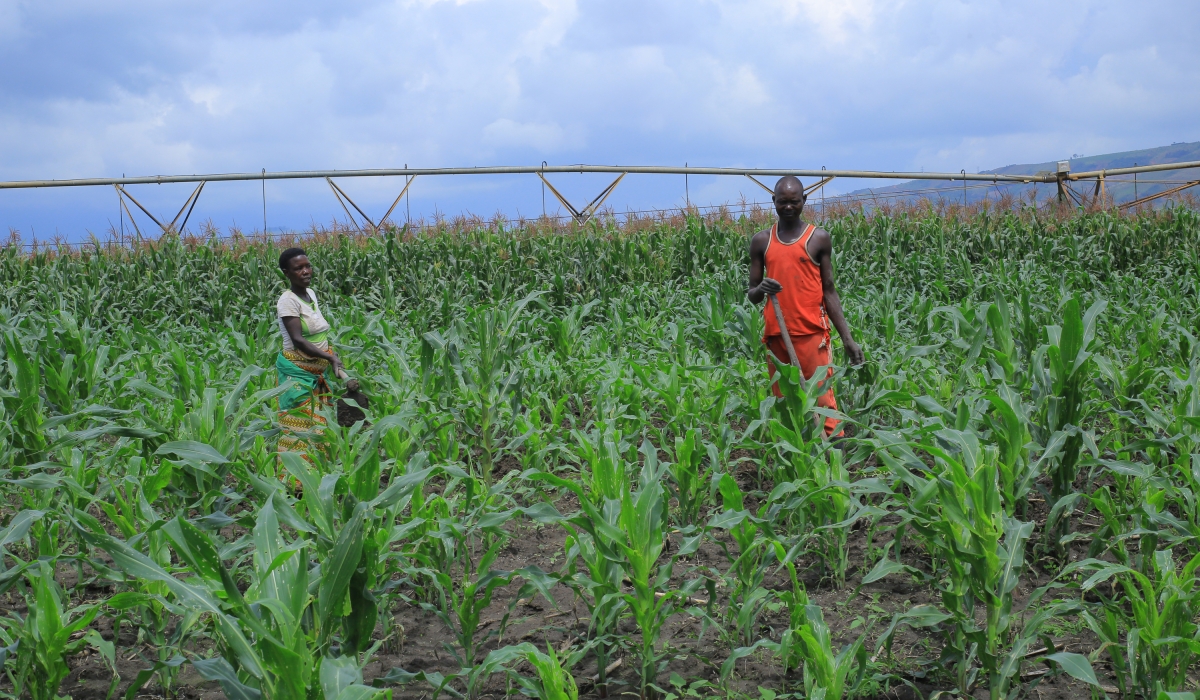 Members of KOBAKU maize farmers cooperative  are calling for a helping hand in setting up post harvest facilities in their area. Photos: Emmanuel Nkangura.