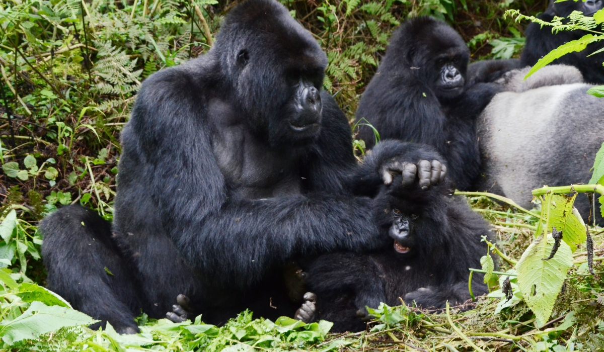 The innovative solution dubbed “interspecies money,”  allows mountain gorillas in the park to raise money for their conservation through digital wallets powered by AI-facial recognition. Sam Ngenda