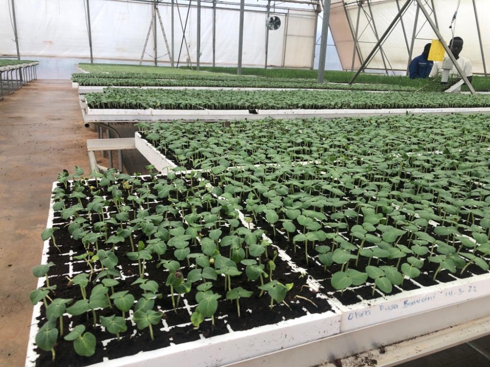 Workers sort some seedlings inside of the  green houses in which some crop multiplication exercises are conducted at Gabiro Agribusiness Hub. Courtesy