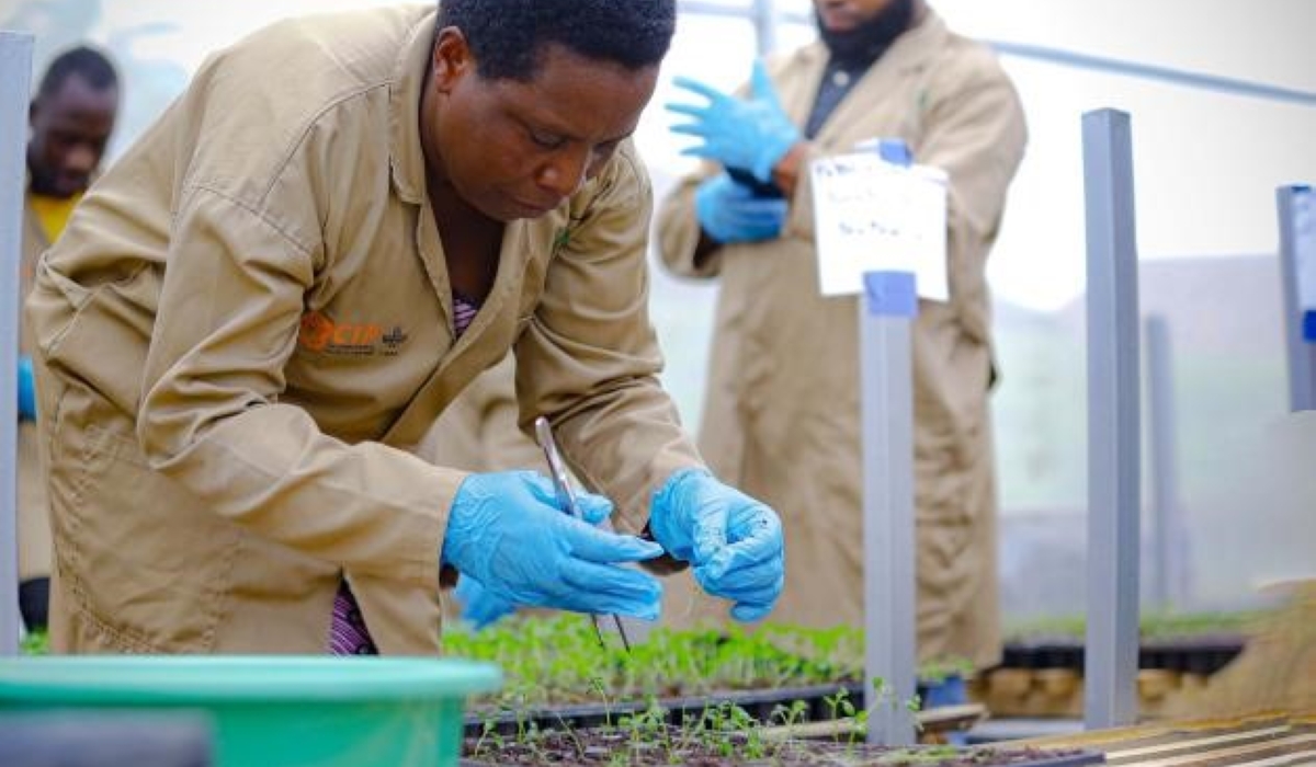 A technician producing potato seeds under the partnership between RAB and CIP. Courtesy