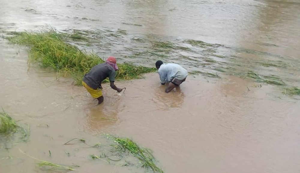 Farmers try  to salvage their rice produce from a flooded plantation in the aftermath of heavy rains  in Rwangingo Marshland in Nyagatare District  on May 6, 2020. Courtesy