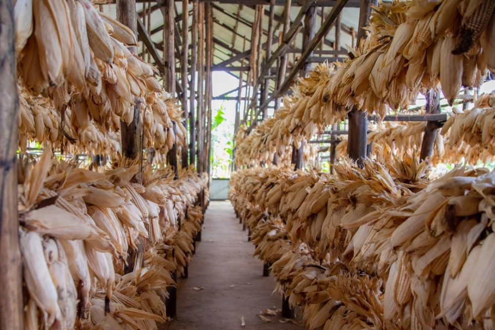 Rwanda is set to reduce post-harvest losses in the country’s maize value chain by improving storage and drying facilities. Courtesy