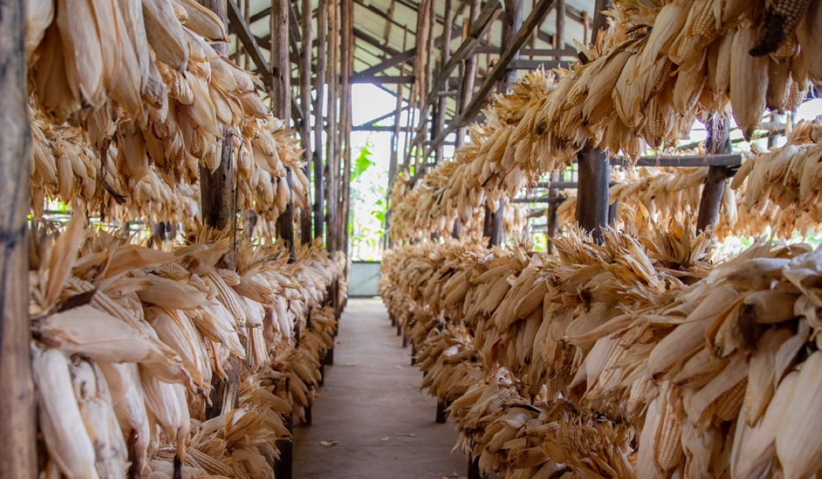 Rwanda is set to reduce post-harvest losses in the country’s maize value chain by improving storage and drying facilities. Courtesy