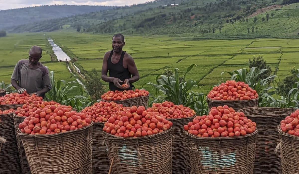 Farmers collect their tomato produce in Remera Sector, Ngomba District. SMEs have called on the African Continental Free Trade Area (AfCFTA) Adjustment Fund to finance agro-processing projects.