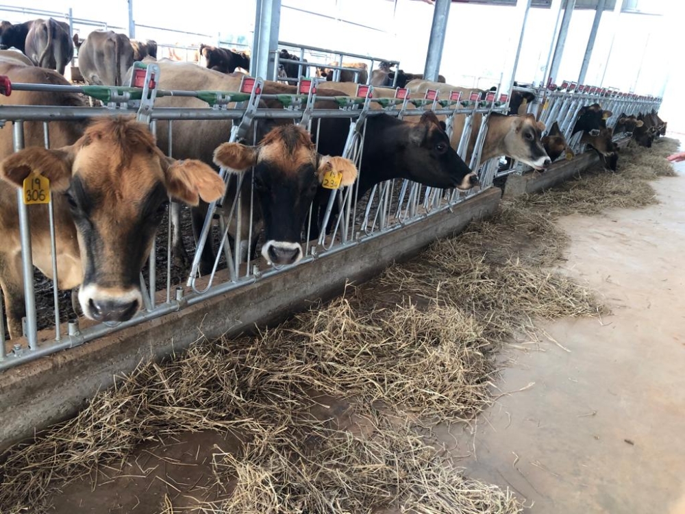 Some cows at  Gabiro Agribusiness Hub. Courtesy