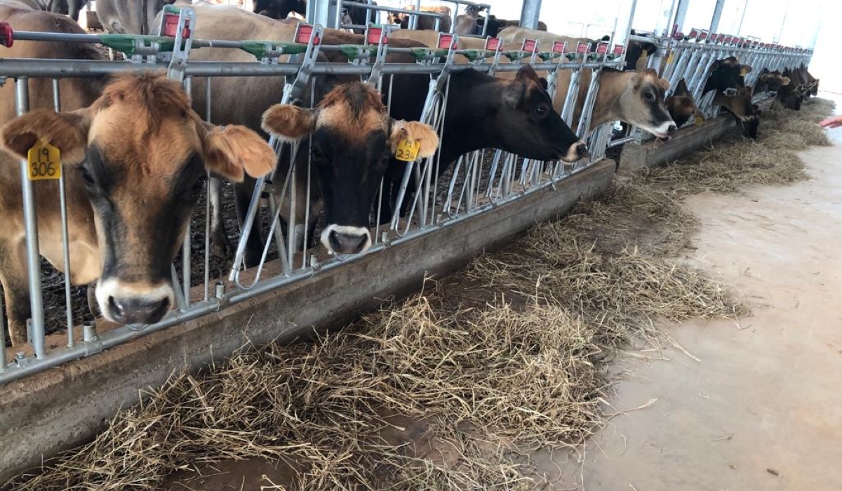 Some cows at  Gabiro Agribusiness Hub. Courtesy