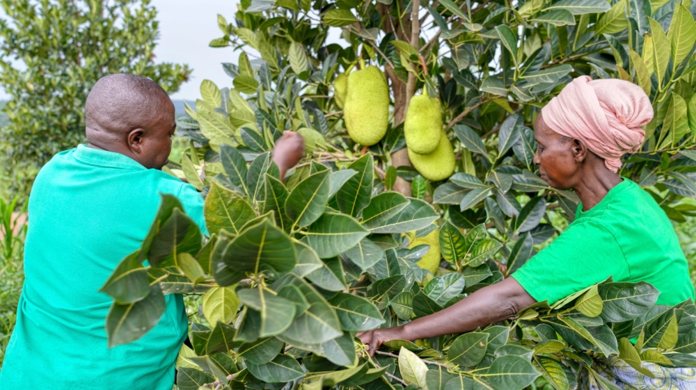 A farm facilitator helps Jeannette Gahongayire tend to her jackfruit trees in Murama, Kayonza District.