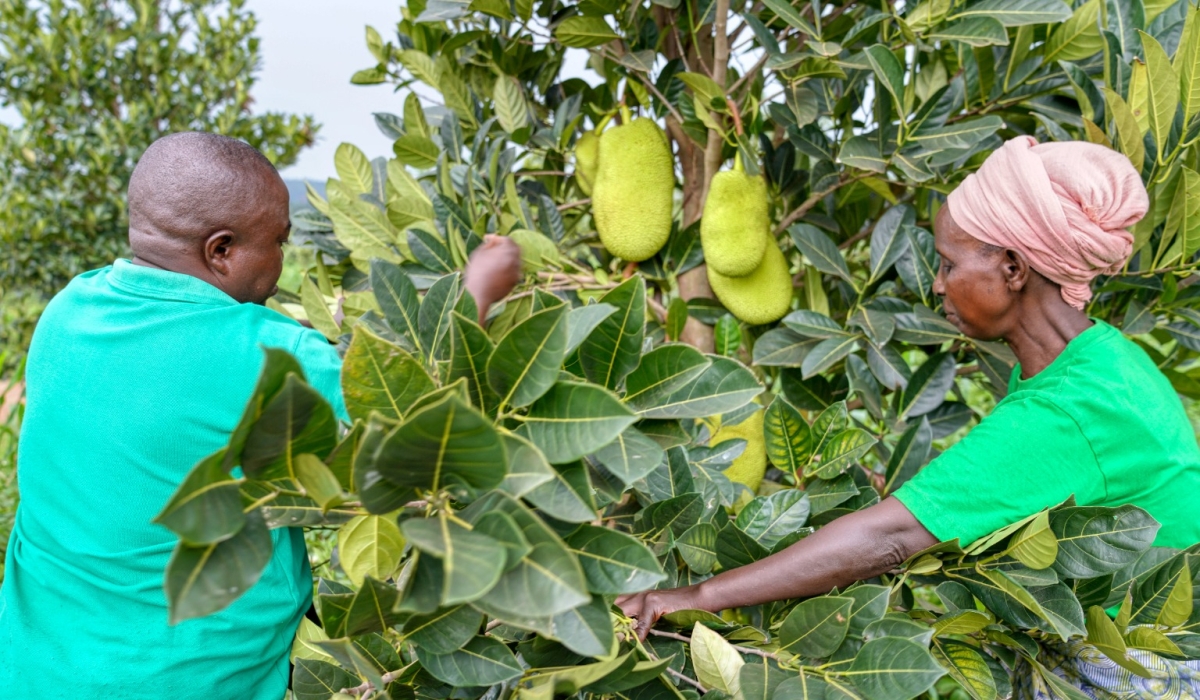 A farm facilitator helps Jeannette Gahongayire tend to her jackfruit trees in Murama, Kayonza District.