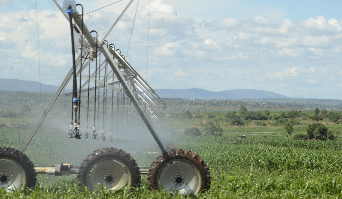 A view of  Nasho solar powered irrigation project in Eastern Province. Rwanda is set to increase the area irrigated by solar power from the current 646 hectares to 1,146 hectares by 2029 under NST2. File