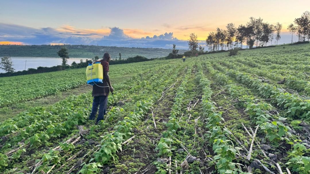 Farmers spraying pesticides in beans 
 plantation in Bugesera District. Courtesy