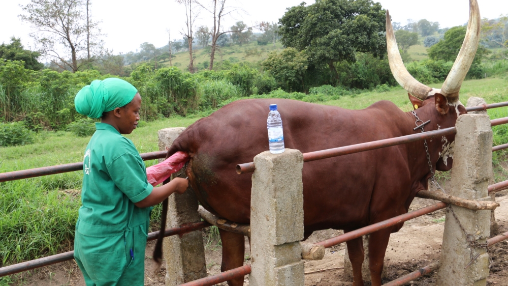 Since July 2024, Ministry of Agriculture has replaced government veterinarians with private companies, to create an improved and decentralised system. File