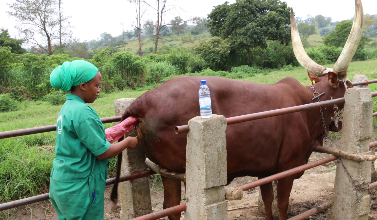 Since July 2024, Ministry of Agriculture has replaced government veterinarians with private companies, to create an improved and decentralised system. File