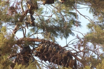 The Ministry of Health plans to adopt advanced technologies, including GPS tracking, to monitor bat migration and behaviour. Courtesy