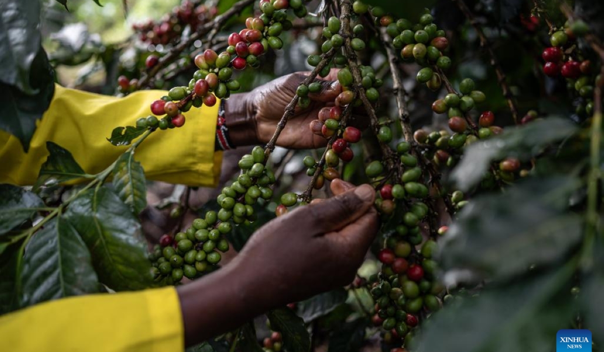 A farmer picks coffee berries in a coffee farm in Kirinyaga, Kenya, Dec. 20, 2024. (Xinhua/Wang Guansen)