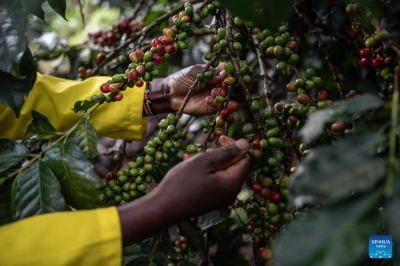 A farmer picks coffee berries in a coffee farm in Kirinyaga, Kenya, Dec. 20, 2024. (Xinhua/Wang Guansen)