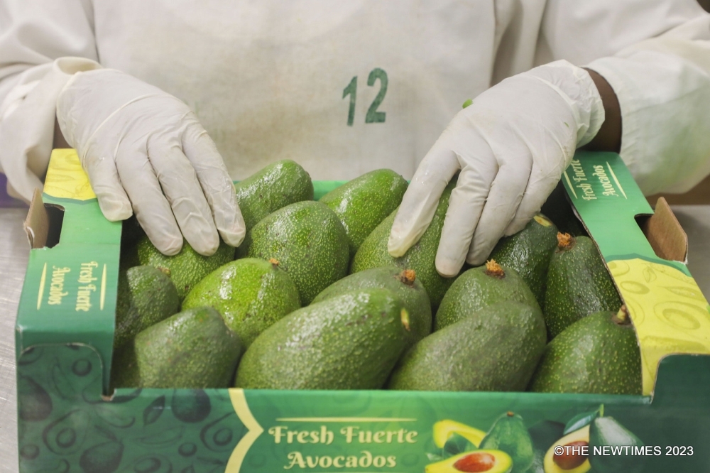 A worker packs avocados of the Fuerte variety at Garden Fresh&#039;s packhouse in Kigali Special Economic Zone on January 12, 2024.