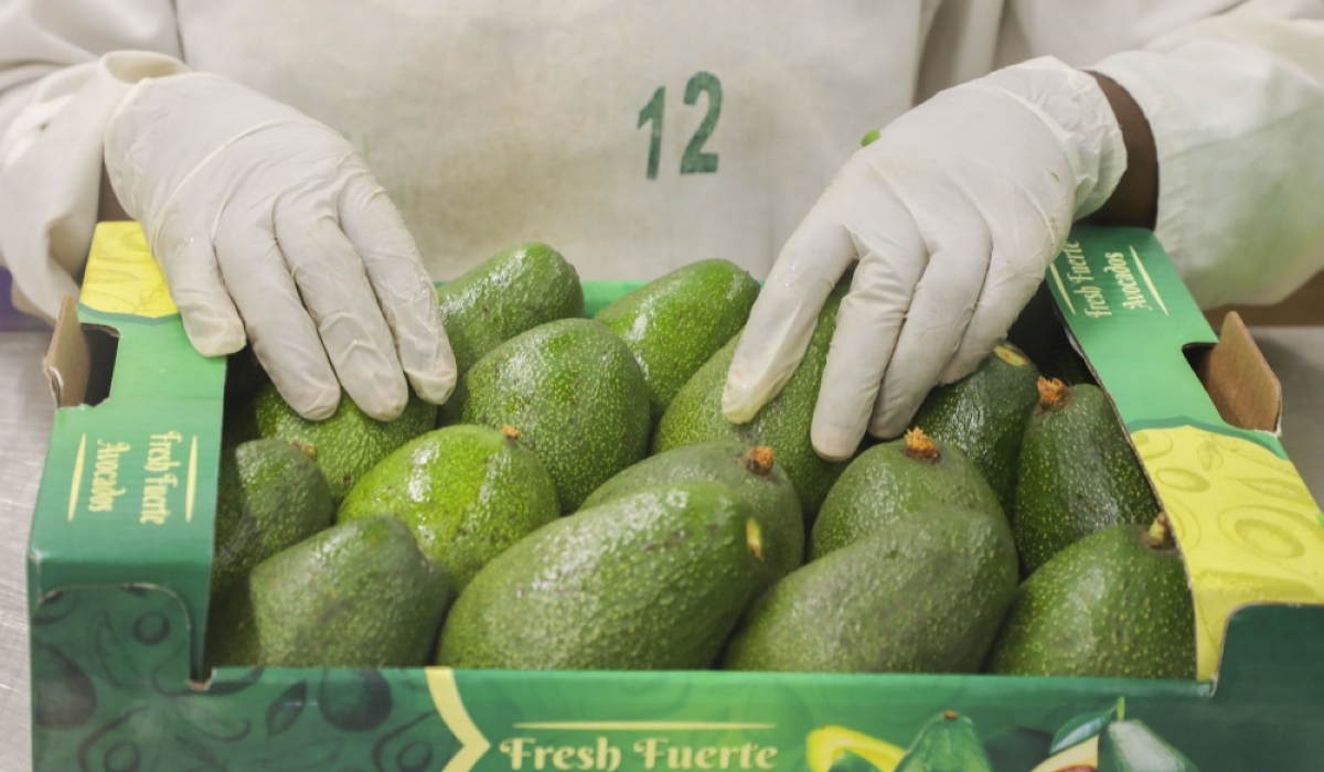 A worker packs avocados of the Fuerte variety at Garden Fresh&#039;s packhouse in Kigali Special Economic Zone on January 12, 2024.