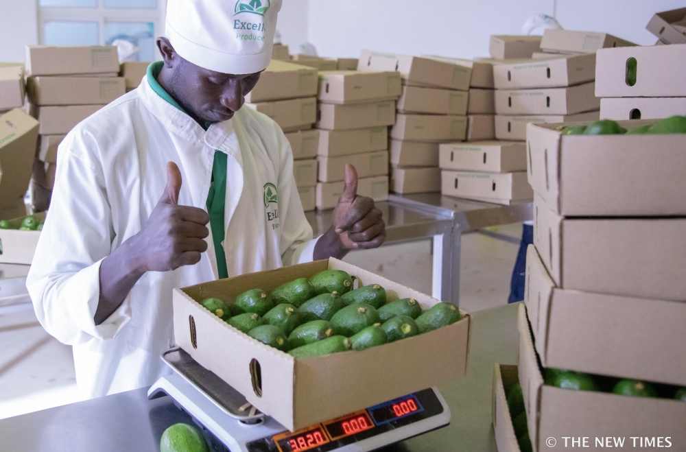 Avocados generated one third of $34.7 million in Rwanda&#039;s  fruit export revenues in the fiscal year 2023-2024.