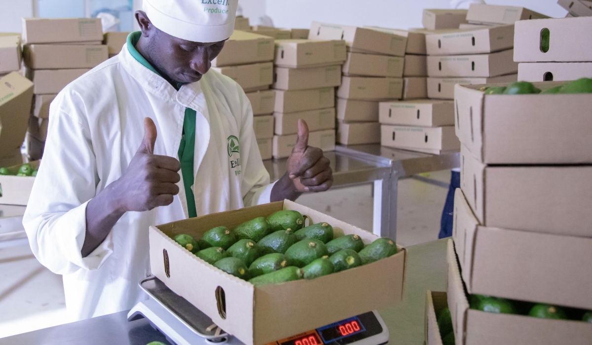 Avocados generated one third of $34.7 million in Rwanda&#039;s  fruit export revenues in the fiscal year 2023-2024.