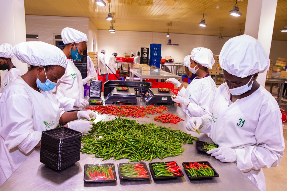 Workers sort fresh chilli for export at NAEB in Kigali. Rwanda’s horticulture exports increased by 29.1 per cent to reach slightly over $75 million (approx. Rwf104 billion) in 2023-2024, File 