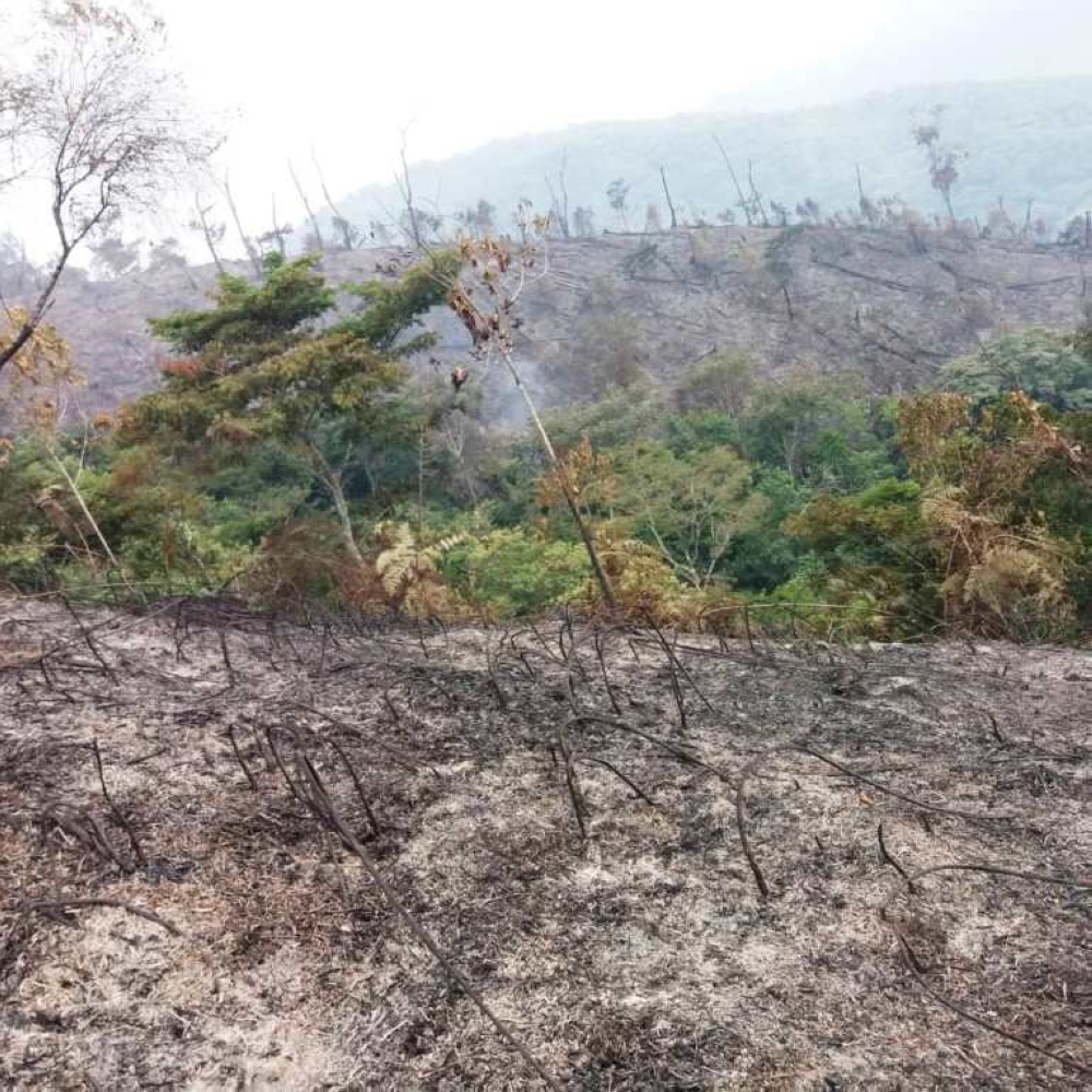 A segment of Nyungwe forest that was affected by wildfire in Bweyeye sector, Rusizi district in 2023.