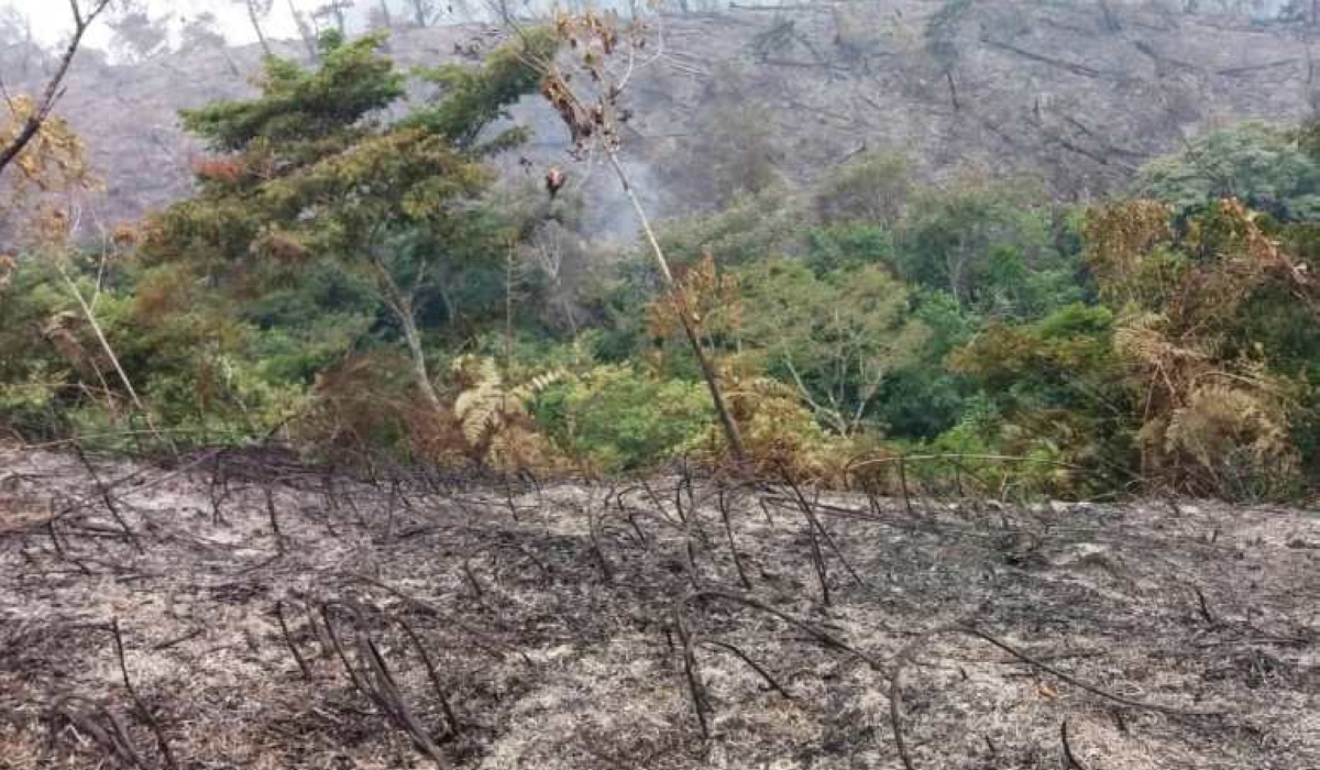 A segment of Nyungwe forest that was affected by wildfire in Bweyeye sector, Rusizi district in 2023.