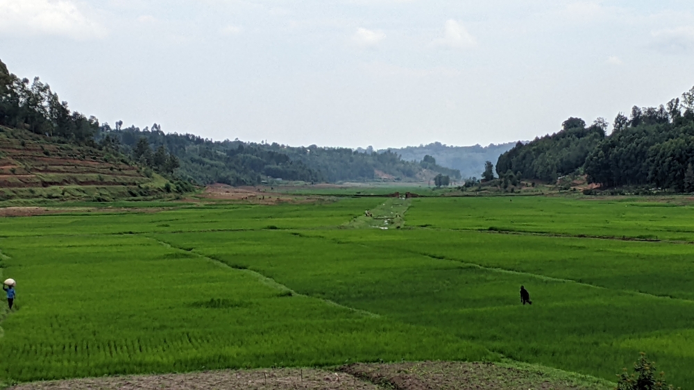 A view of a rice plantation in Huye District. Photos by Germain Nsanzimana